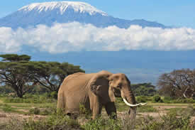 Amboseli Np