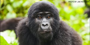 Uganda Gorilla Watching