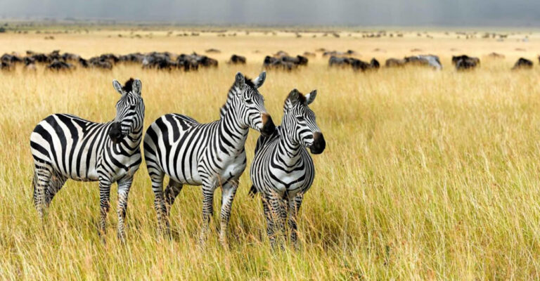 8 Best Self Drive Destinations in Tanzania