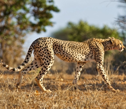 8 Best Self Drive Destinations in Tanzania