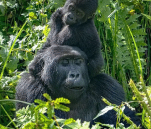 Why Choose Uganda For Your Self Drive In East Africa