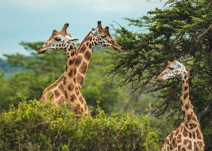 10 Days Tanzania Safari, Wildlife & Cultural Tour